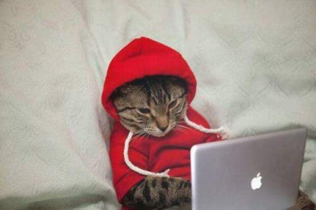 КОТОприколы