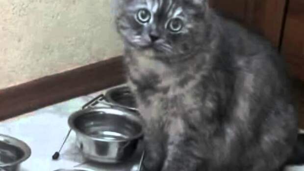 Утро начинается не с кофе. А с кормежки голодного кота коты, фото