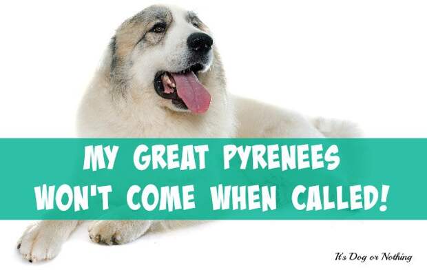 I hear it all the time, "My Great Pyrenees won't come when called!" You're not alone. While you'll probably never have a 100% reliable recall with your pyr, there is another way to ensure your dog stays safe.