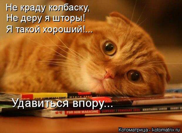 Котоматрица: Не краду колбаску, Не деру я шторы! Я такой хороший!... Удавиться впору...