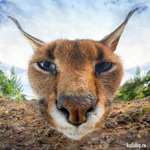 Смешные котики (55 фото)