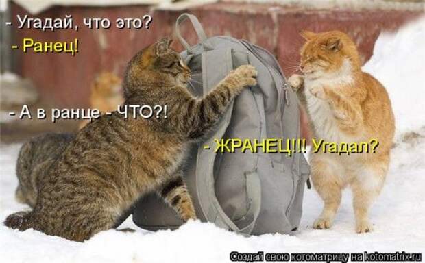 Свежая котоматрица (37 фото)