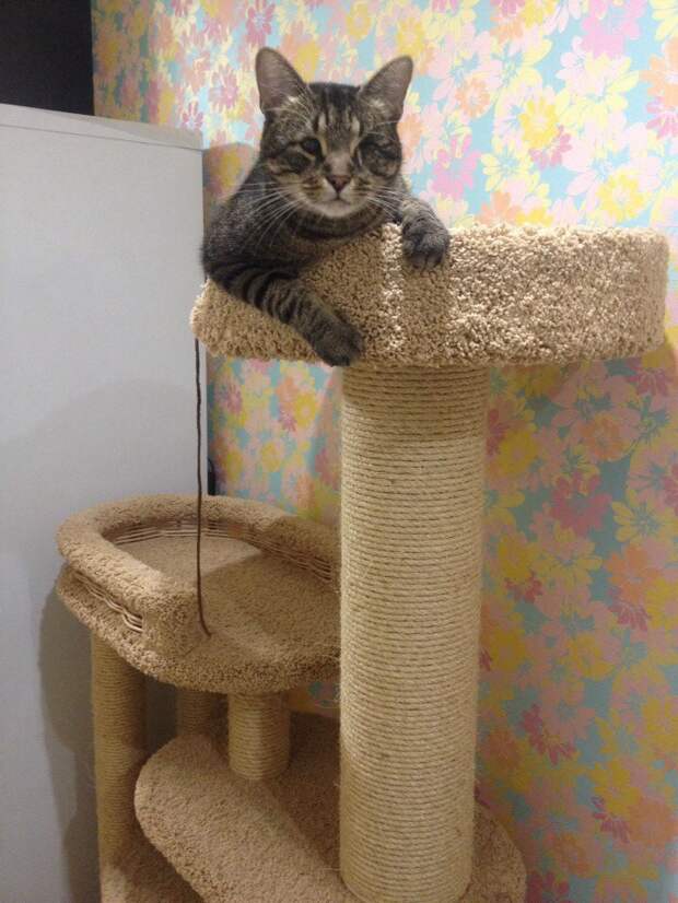 Спасение кота Спасение кота животные, коты, спасение