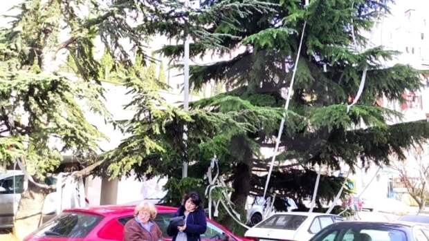 Жители Ялты «нарядили» елку при помощи однослойной туалетной бумаги