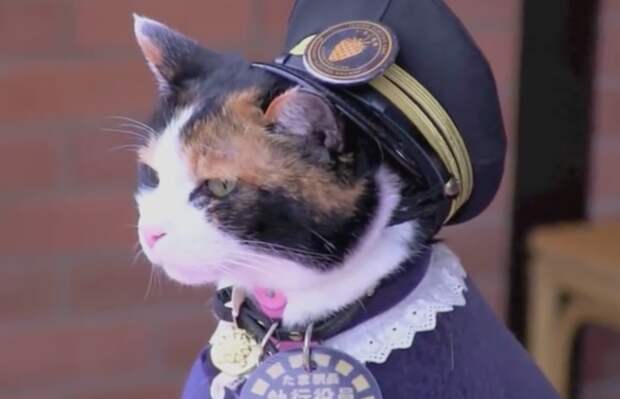 Вице-президент, спаситель, легенда. Похороны кошки Тамы собрали тысячи японцев