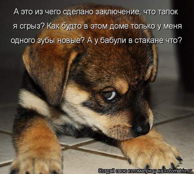 Лучшие котоматрицы недели (50 фото)
