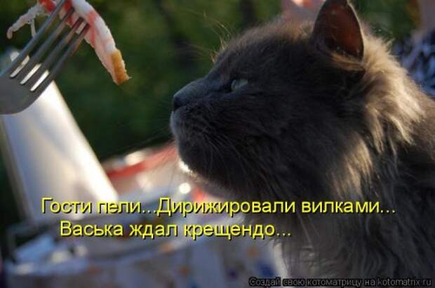 Свежая котоматрица на Бугаге (25 фото)