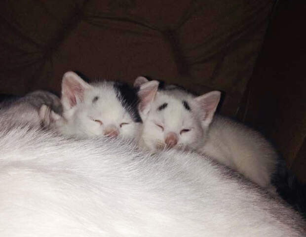 котенок с удивленными бровями