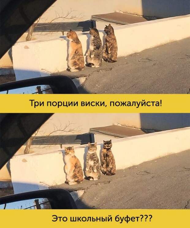 15 котов, мимике которых можно только позавидовать 15 котов, мимике которых можно только позавидовать животные, коты, факты