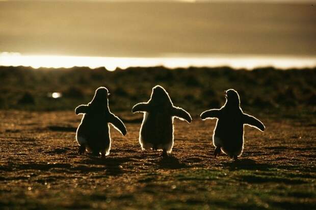 ТЕРЕМОК. Пингвины - милейшие создания