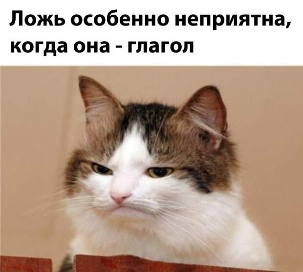 Смешные картинки вечер 24 декабря 2020