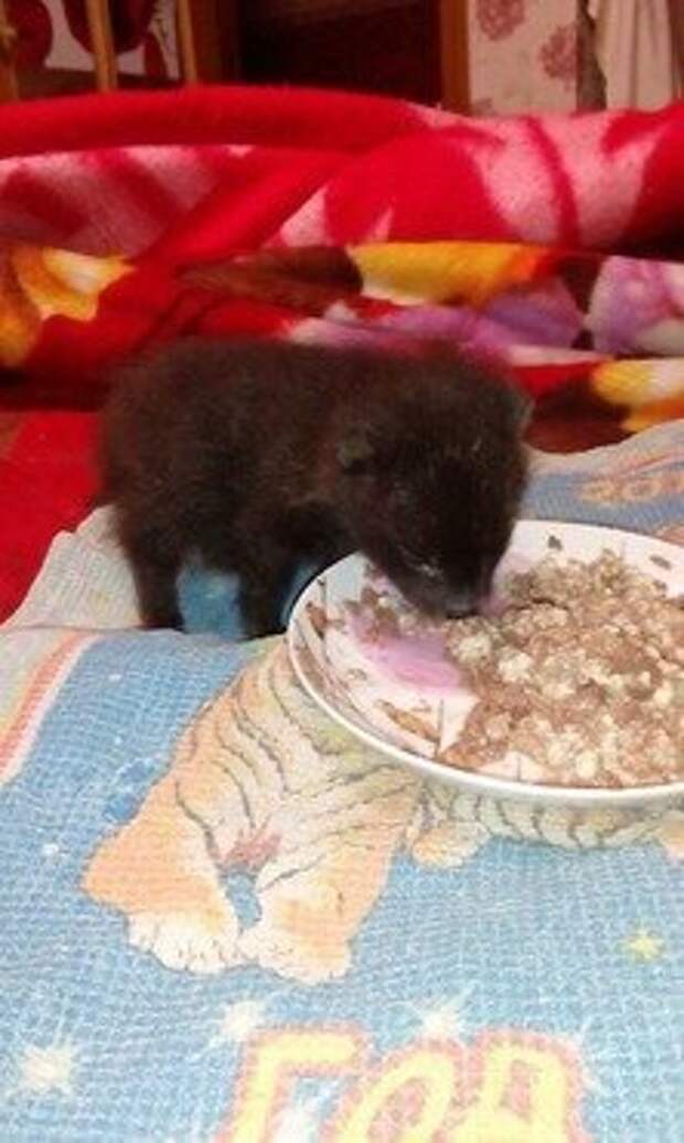 Роксане 1 мес.