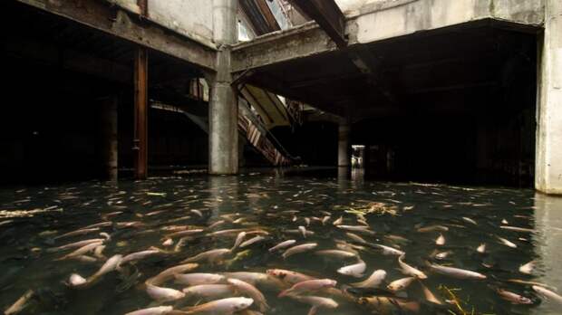 new-world-mall-fish.0_cinema_1200.0_mini