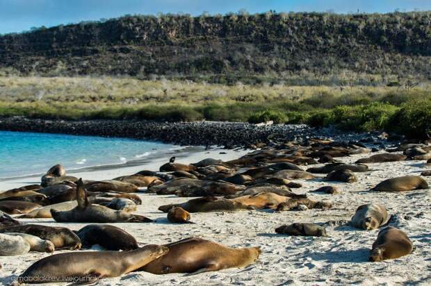 galapagos16 Галапагосы. Остров Санта Фе
