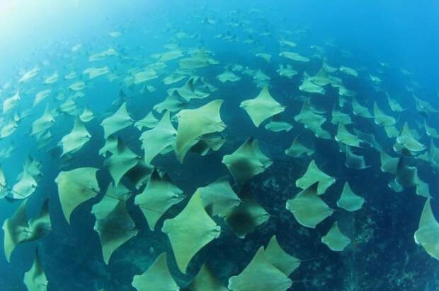 Морской кот Морской кот