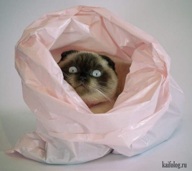Смешные котики (55 фото)