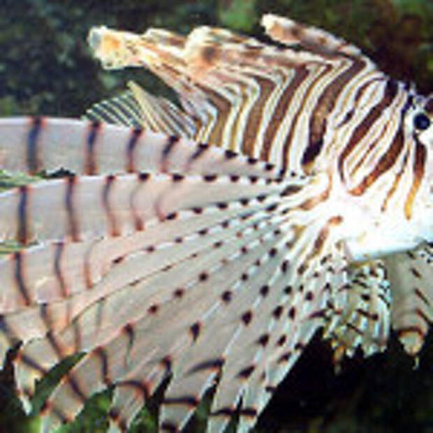 volitans-lionfish