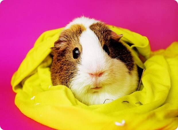 Морская свинка (лат. Cavia porcellus)