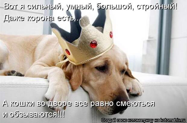 Котоматрица: Вот я сильный, умный, большой, стройный! Даже корона есть... и обзываются!!! А кошки во дворе все равно смеються