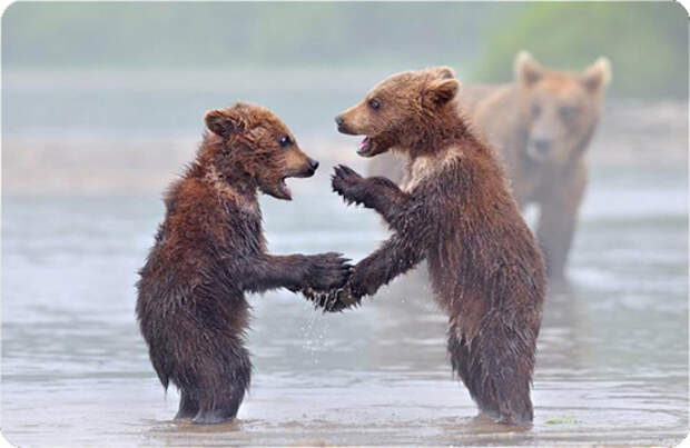 медведь медведь