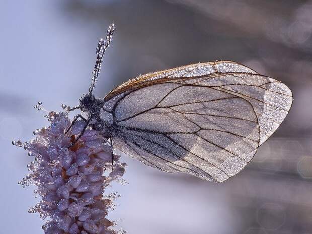 Бабочка в утренней росе Бабочка в утренней росе
