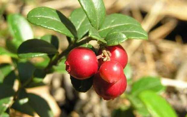 plants1014-14.jpg