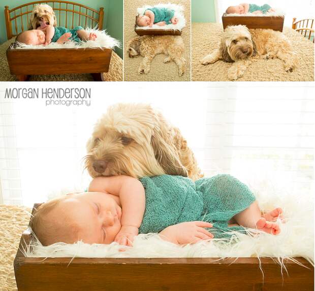 младенцы и собаки первая фотосессия (2)