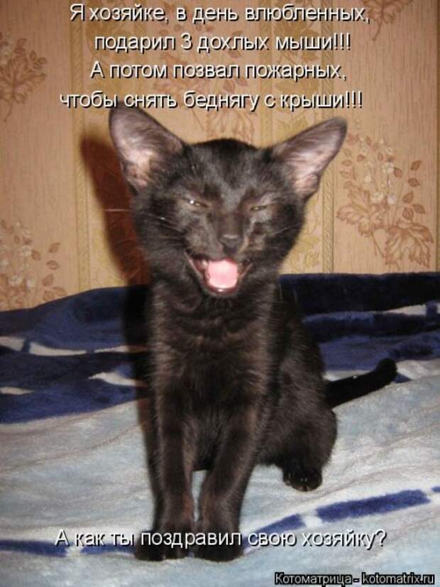 Свежая котоматрица (37 фото)