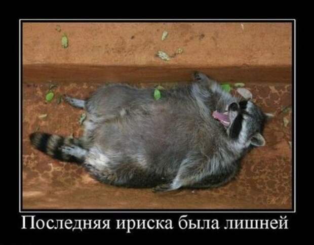Демотиваторы картинки смешно и новые.