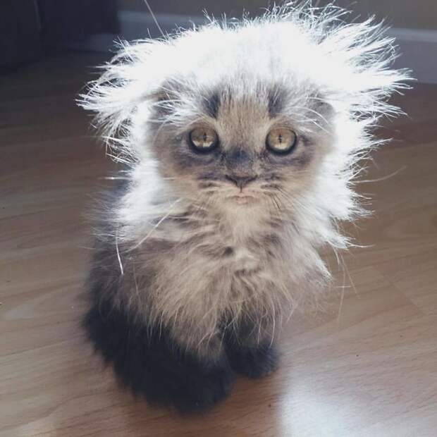 50 котят породы мейн-кун, которые ещё только ждут своего взросления