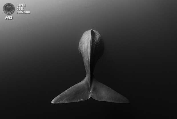 Категория: Wide-angle/Natural Light. 3 место. (Shane Gross/UnderwaterPhotography.com)