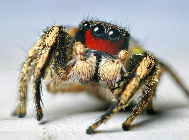 паук