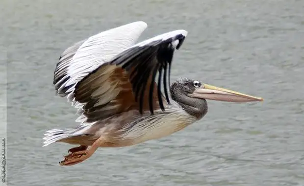 Розовые пеликаны (Pelecanus onocrotalus), фото веслоногие птицы фотография