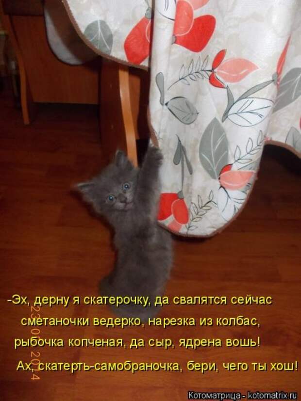 Свежая котоматрица (38 фото)