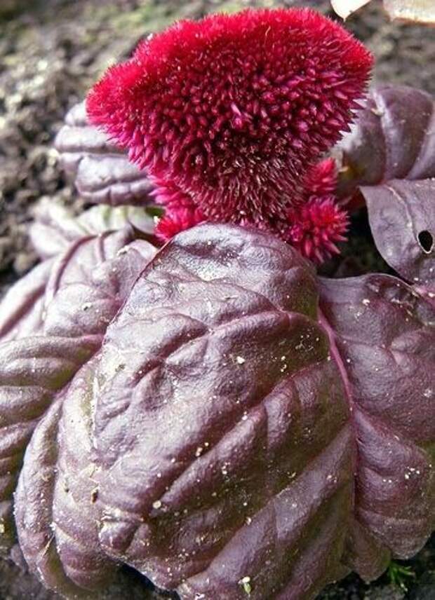 Целозия сорт Импресс Целозия сорт Импресс