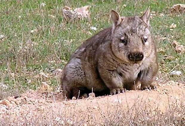 Самые редкие животные планеты Земля Квинслендский вомбат (Lasiorhinus krefftii), фото фотография