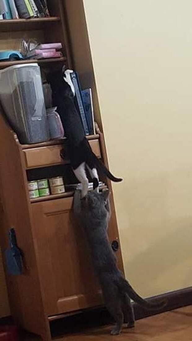 Кот сила. Кот объединяющий