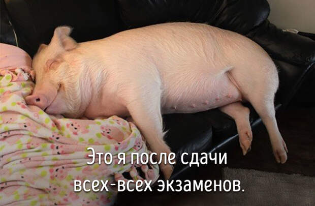 животные ведут себя как люди 