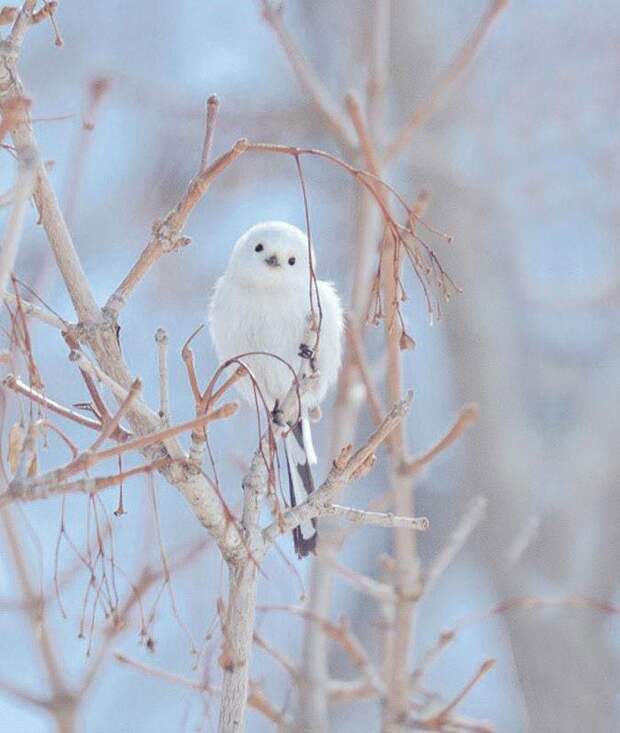 Hokkaido  cute animals, Хоккайдо милые животные