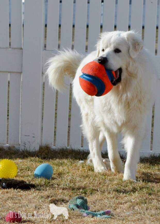 Great Pyrenees