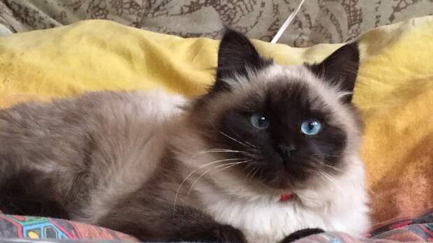 кошка 