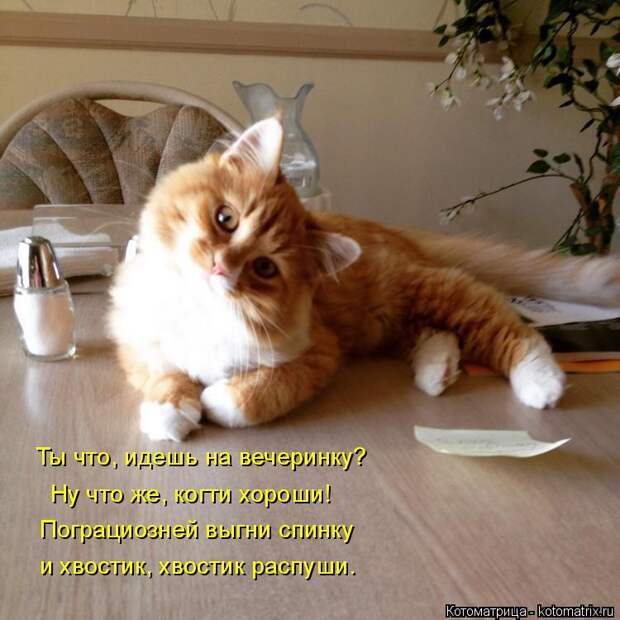 Котоматрица: Ты что, идешь на вечеринку? Ну что же, когти хороши! Пограциозней выгни спинку и хвостик, хвостик распуши.