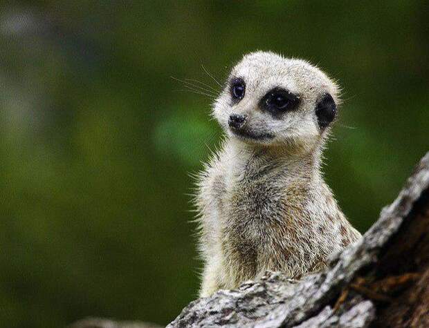 Сурикат. Фото из архива редакции