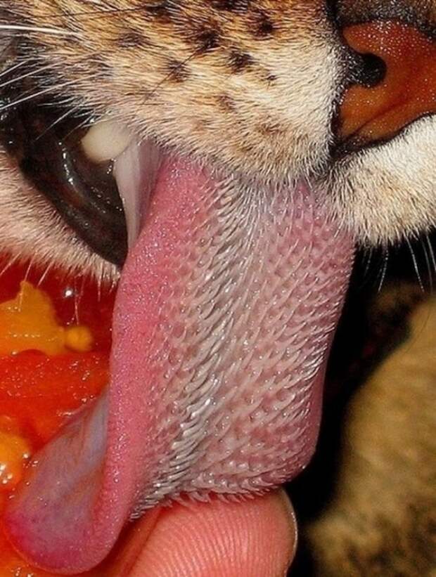 Животные,которые не стесняются показывать нам свой язык (35 фото)