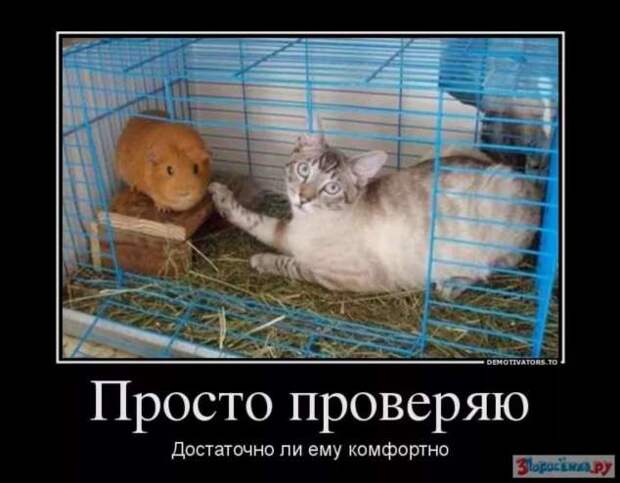 Прикольные демотиваторы с надписями. Подборка chert-poberi-dem-chert-poberi-dem-50520217102020-1 картинка chert-poberi-dem-50520217102020-1