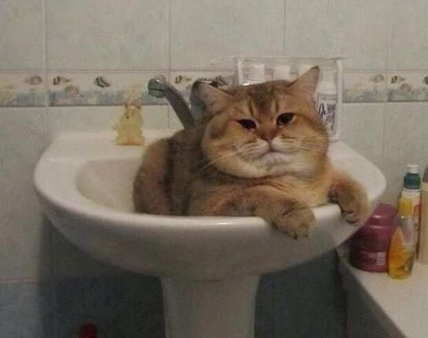 коши которым нужны выходные, кошки устали, кошки ждут выходных
