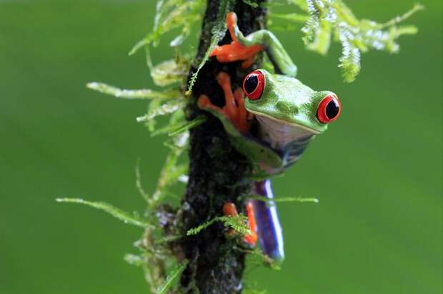 Mandatory Credit: Photo by Megan Lorenz/REX Shutterstock (1728849b) Wild Red-Eyed Tree Frog in Costa Rica Tree frog, Sarapiqui, Costa Rica - May 2012