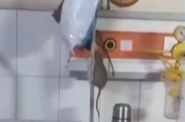 В Индии сняли на видео больничную палату, оккупированную крысами