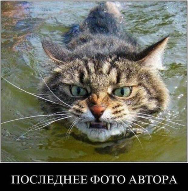 Прикольные фотомемы для хорошего настроения (28 фото)