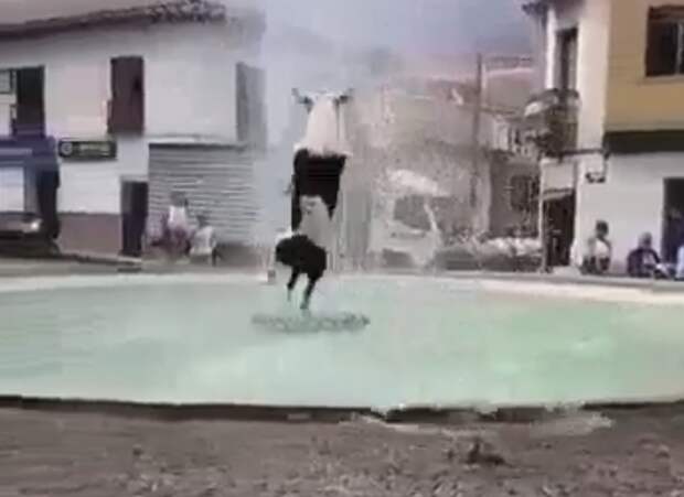 Одно удовольствие наблюдать за тем, насколько этот пёс счастлив! видео, животные, колумбия, позитив, прикол, собака, фонтан